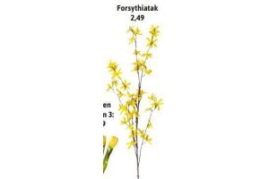 forsythiatak