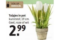 tulpjes in pot