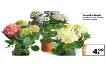 kamerhortensia