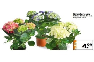 kamerhortensia