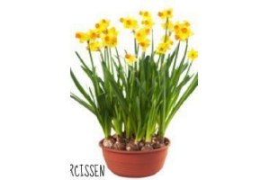 narcissen in schaal