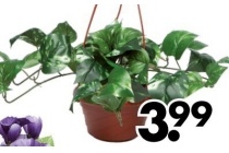 hangplant in pot 3 soorten en euro 3 99