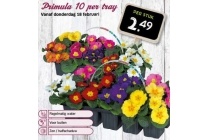 primula 10 per tray