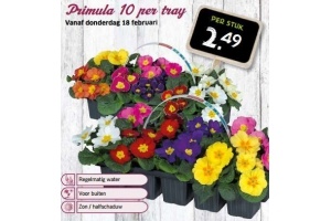 primula 10 per tray