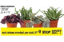 diverse vetplanten