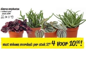 diverse vetplanten