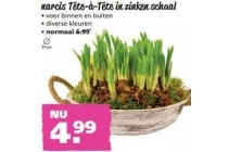 narcis tete a tete in zinken schaal