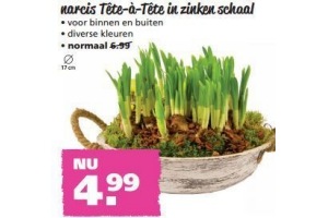 narcis tete a tete in zinken schaal