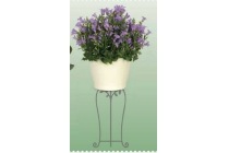 campanula