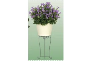 campanula