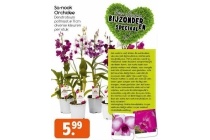 sa nook orchidee