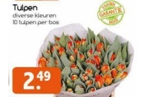 tulpen