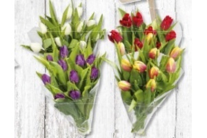 tulpen