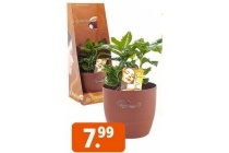 scentsation koffieplant