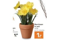 narcissen in pot