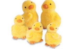 kuikentjes