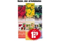 rozen sier of fruitplanten