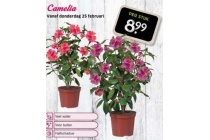 camelia voor en euro 8 99