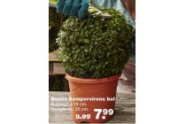 buxus sempervirens bol