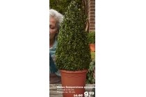 buxus sempervirens pyramide