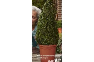 buxus sempervirens pyramide