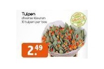 tulpen