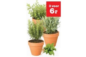 kruiden