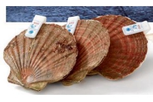 coquilles