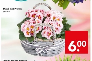 mand met primula