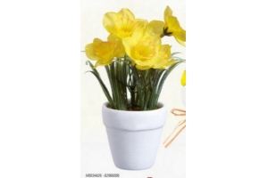 narcissen in pot