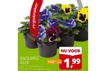 grootbloemige violen