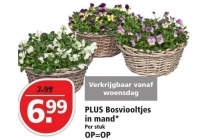 plus bosviooltjes in mand