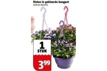 violen in gekleurde hangpot