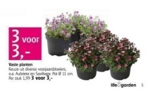 vaste planten