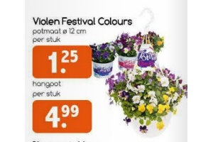 violen festival colours