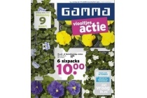 groot of kleinbloemige violen 6 sixpacks voor eur10