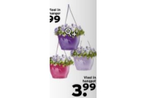 viool in hangpot voor eur3 99