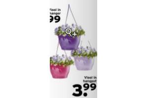 viool in hangpot voor eur3 99