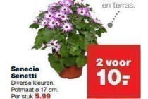 senecio senetti