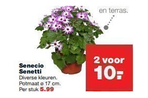 senecio senetti