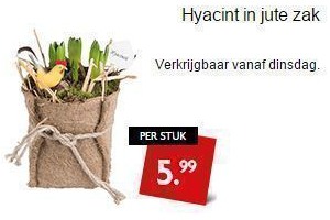 hyacint in jute zak