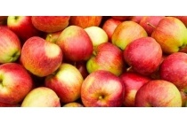elstar jonagold of golden delicious