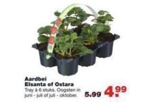 aardbei elsanta of ostara voor eur4 99