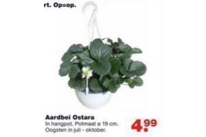 aardbei ostara voor eur4 99