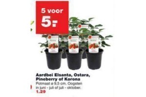 aardbei elsanta ostara pineberry of korona 5 voor eur5