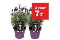 lavendel giant summer 2 voor eur7