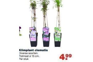 klimplant clematis