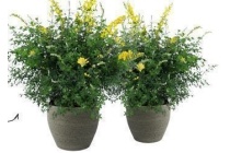 genista spachiana geurende kamerplant