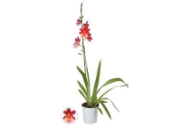 geurende orchidee