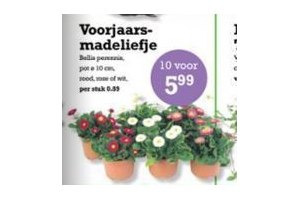 voorjaarsmadeliefje